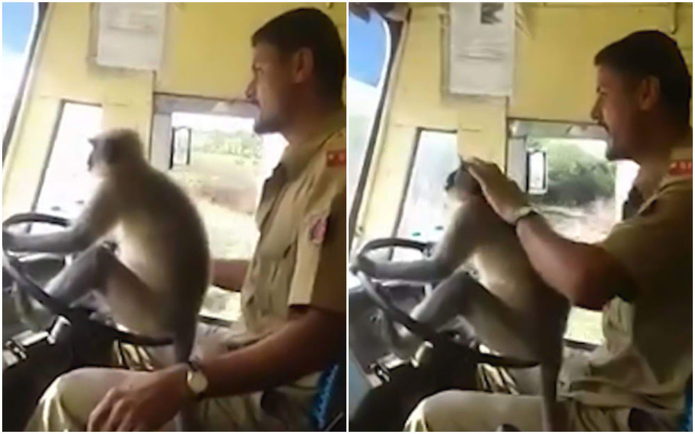 Маймуна кара автобус в Индия (видео)